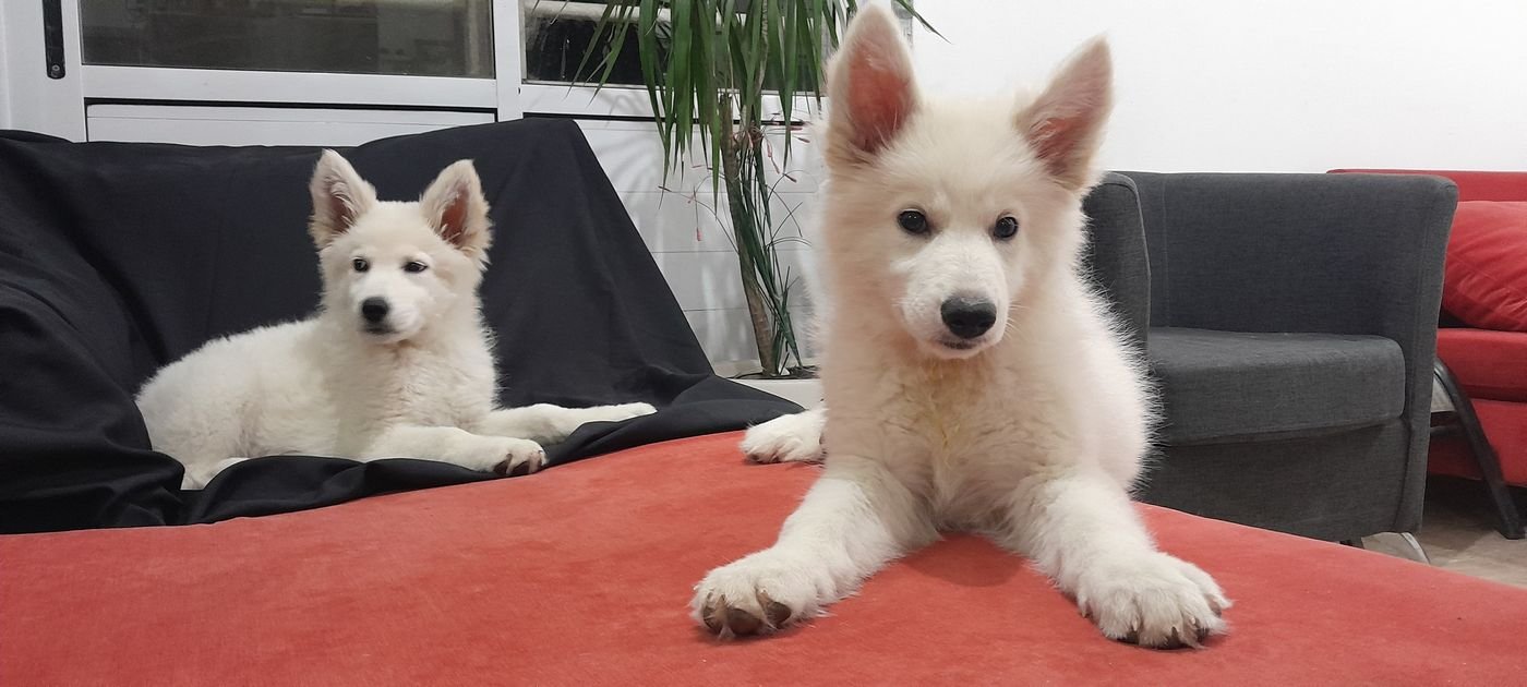 Cachorros 1