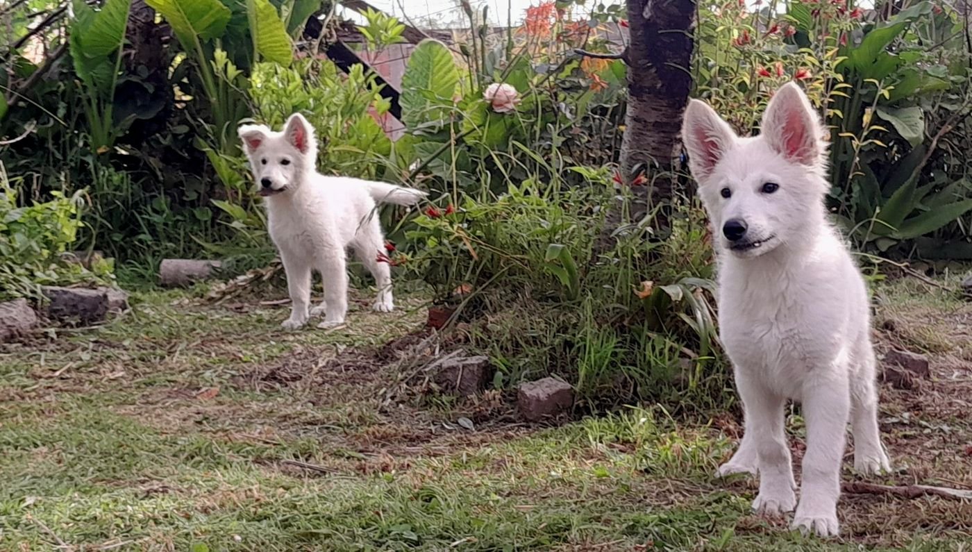 Cachorros 2