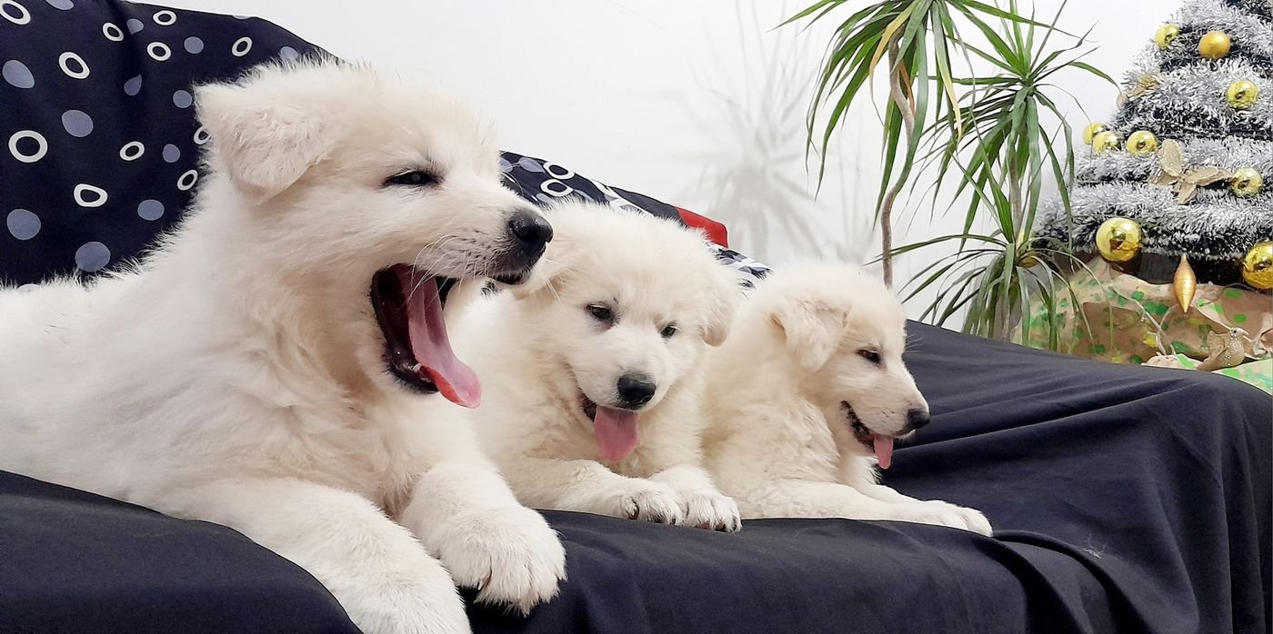 Cachorros 3